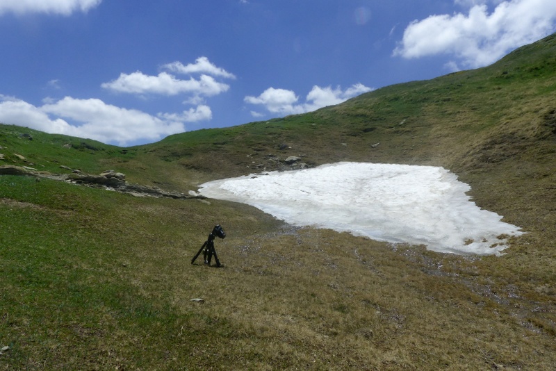 La Nigritella widderi a Pizzo di Sevo e Cima Lepri  -  luglio 2025